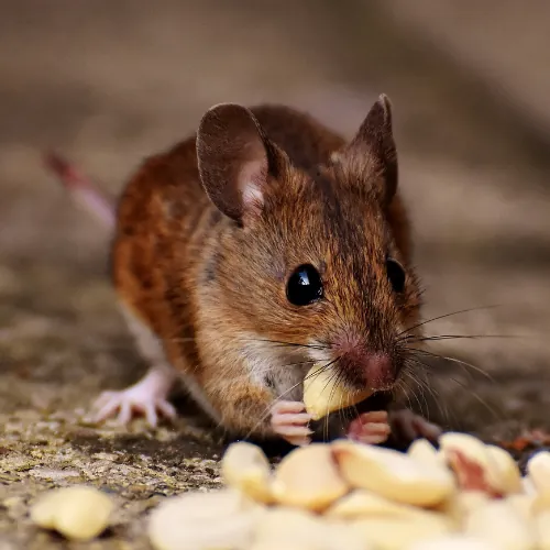 HERO — ANTI-RODENT SERVICE treatment in progress