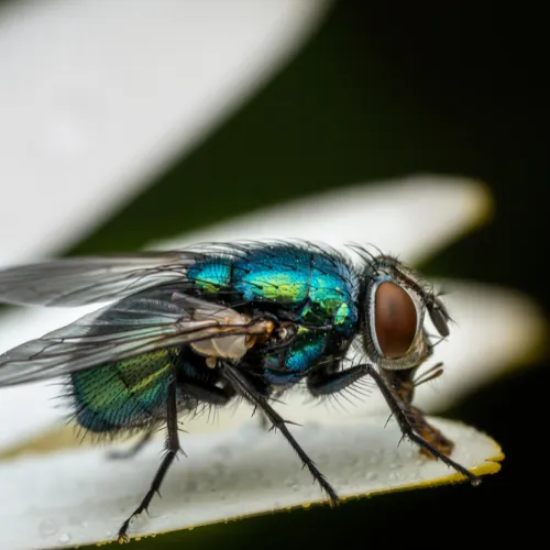 HERO — ANTI-FLY SERVICE treatment in progress