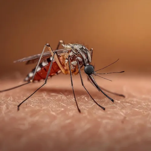HERO — ANTI-MOSQUITO SERVICE treatment in progress