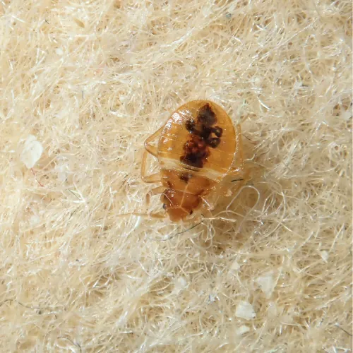 HERO — ANTI BED-BUG SERVICE treatment in progress