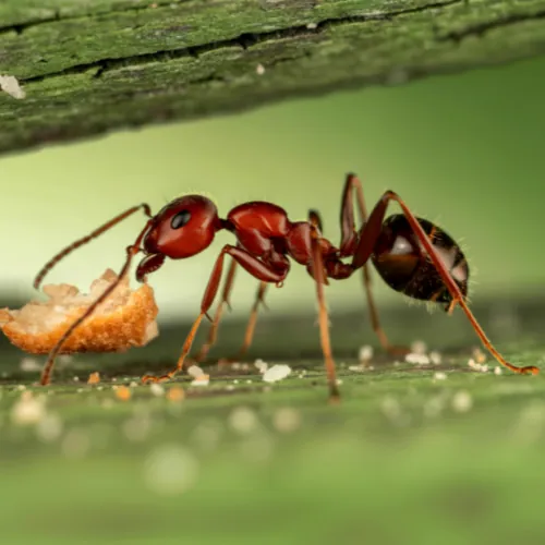HERO — ANTI-ANT SERVICE treatment in progress
